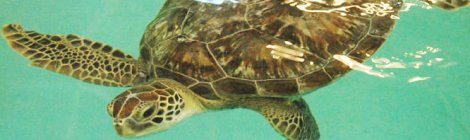 Sea Life Michigan Announces Newest Animal – Benson the Endangered Green Sea Turtle