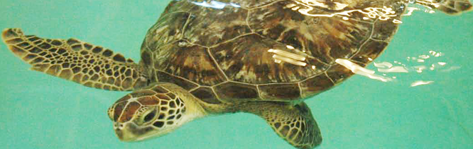 Benson, Sea Life Michigan's New Green Sea Turtle (Photo Courtesy of Sea Life)