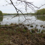 Swamp Pickerel Lake