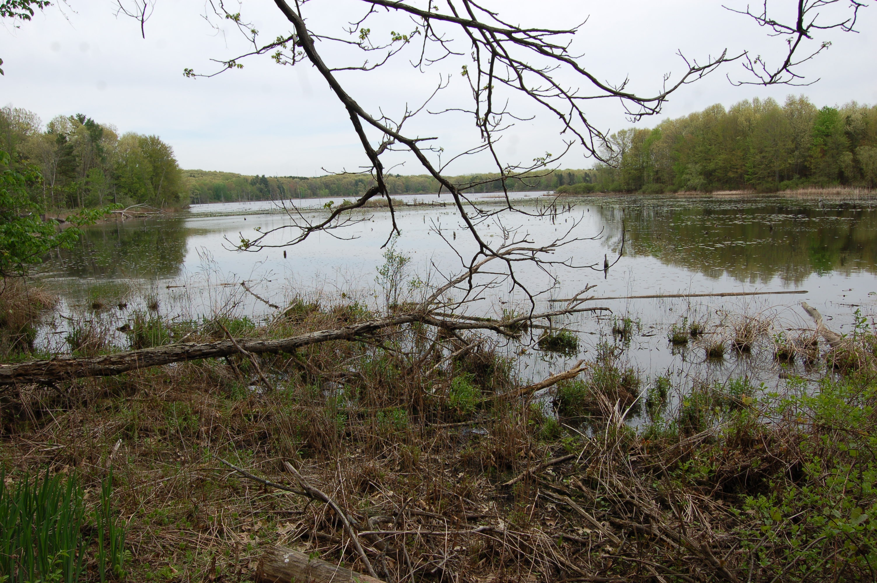 Swamp Pickerel Lake Travel the Mitten