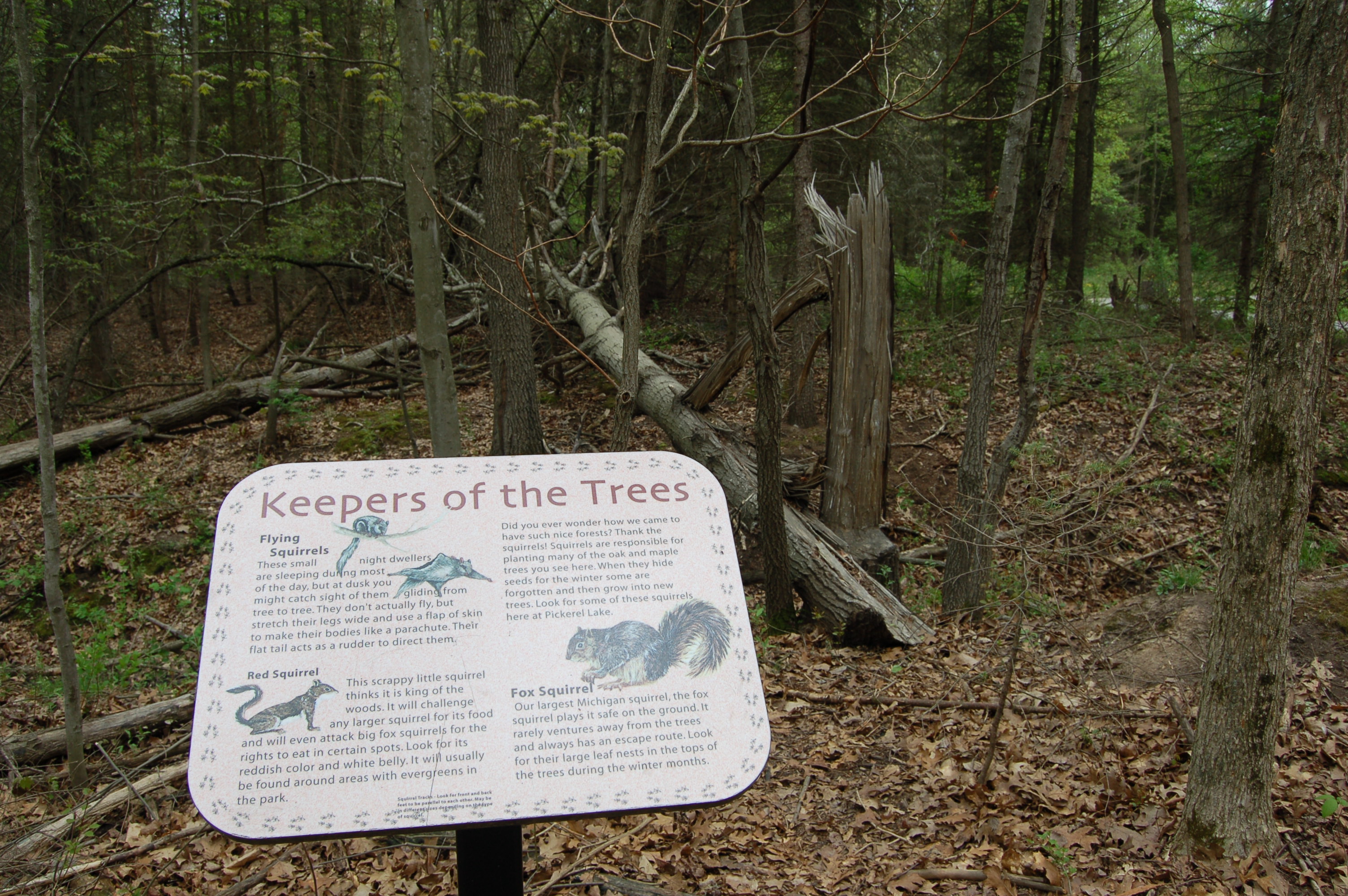 Woodland Sign Mammals Trees Pickerel Lake