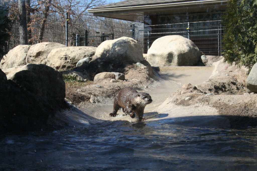 Potter Park Zoo Otter Lansing