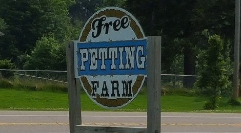 Free Petting Zoo and Delicious Ice Cream Will Have You Coming Back to Small Town Mooville Creamery