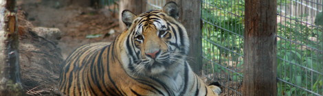 GarLyn Zoo: See Tigers, Wolves, Bears and More in Michigan's Upper Peninsula