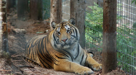 GarLyn Zoo: See Tigers, Wolves, Bears and More in Michigan's Upper Peninsula