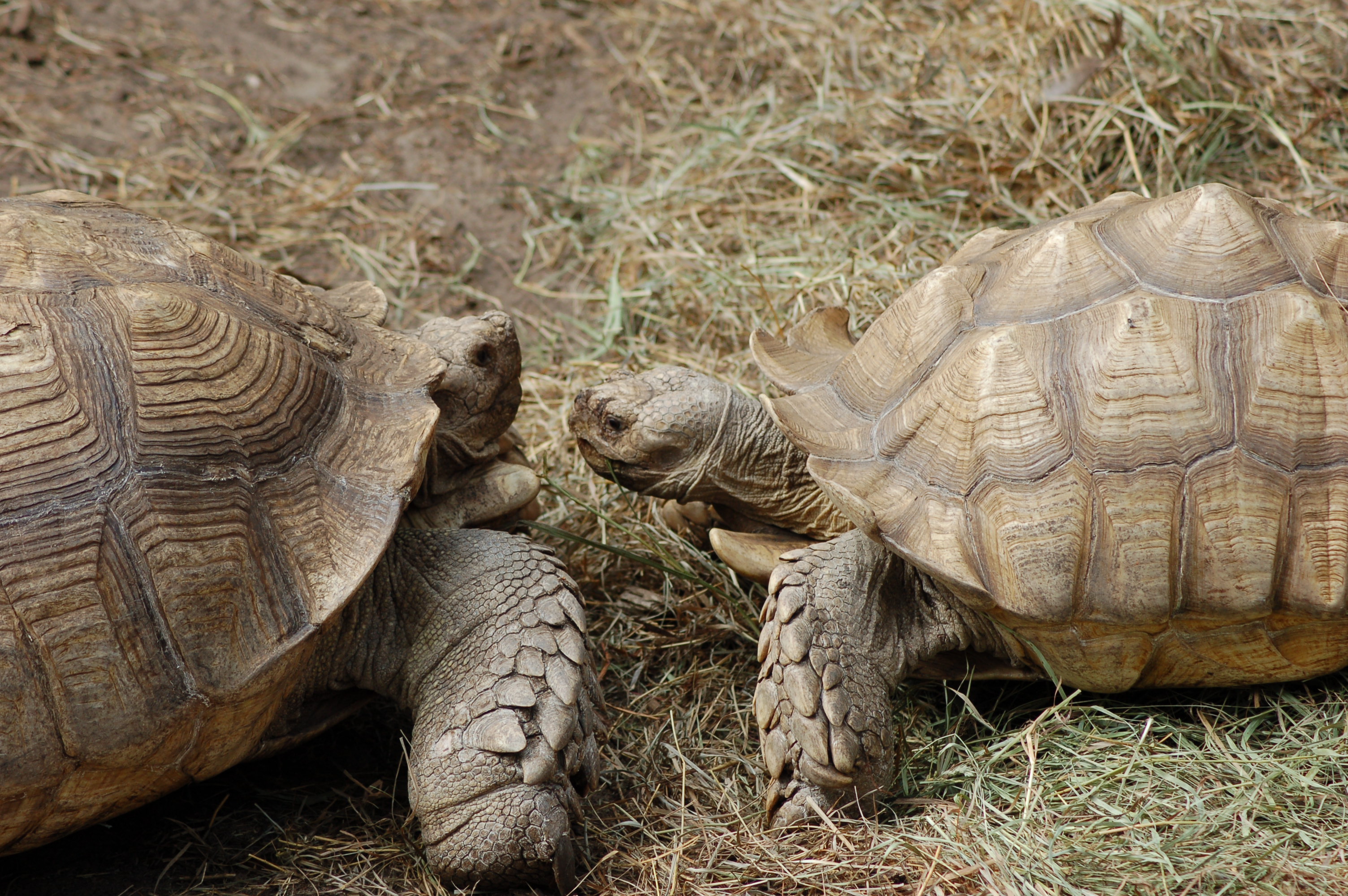 GarLyn Zoo 2 Tortoises