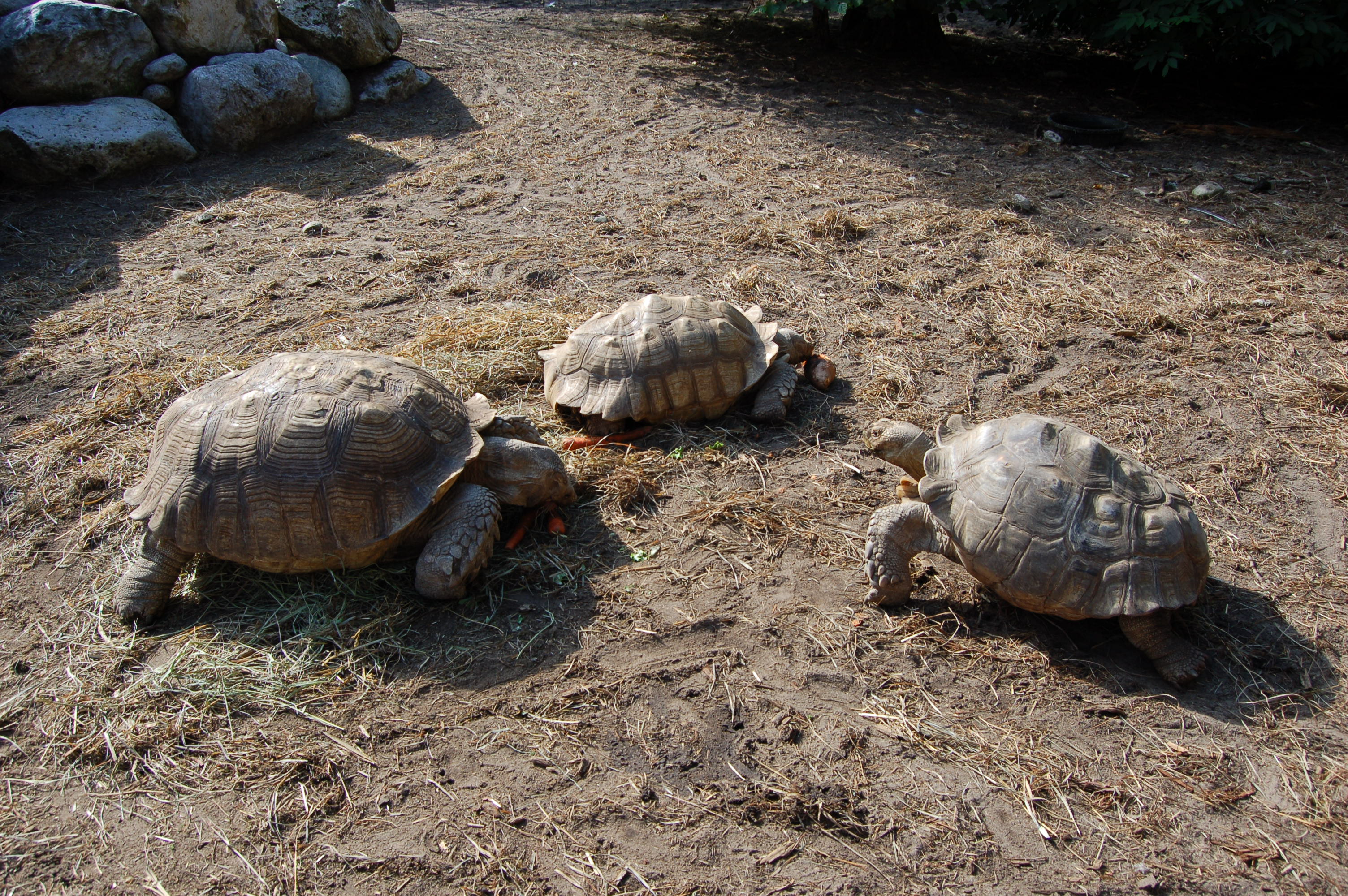 GarLyn Zoo 3 Tortoises