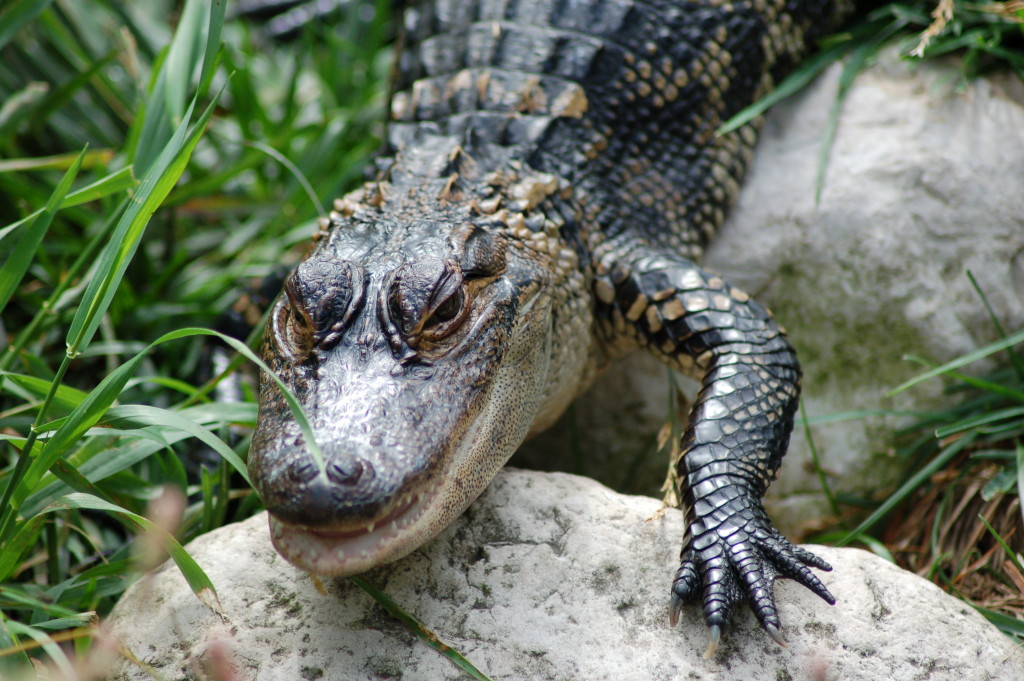 GarLyn Zoo Alligator