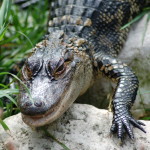 GarLyn Zoo Alligator