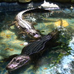 GarLyn Zoo Alligators Pool