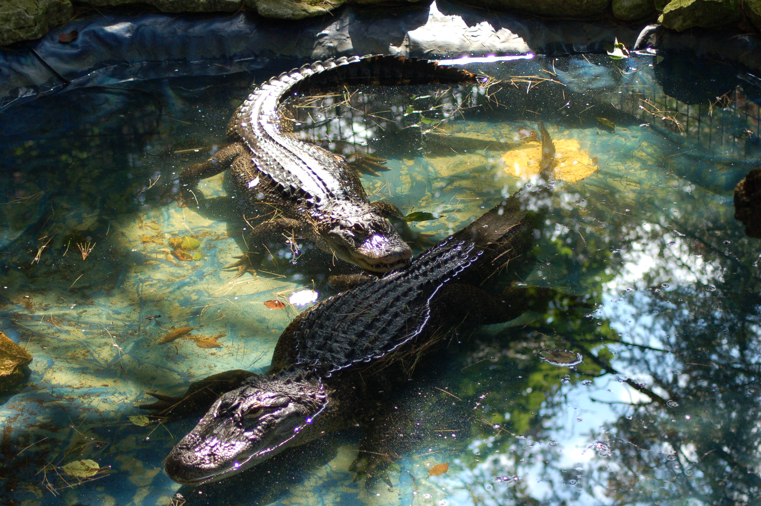 GarLyn Zoo Alligators Pool