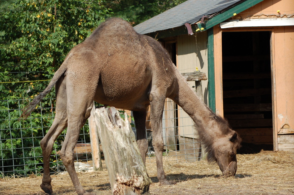GarLyn Zoo Camel
