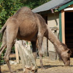 GarLyn Zoo Camel