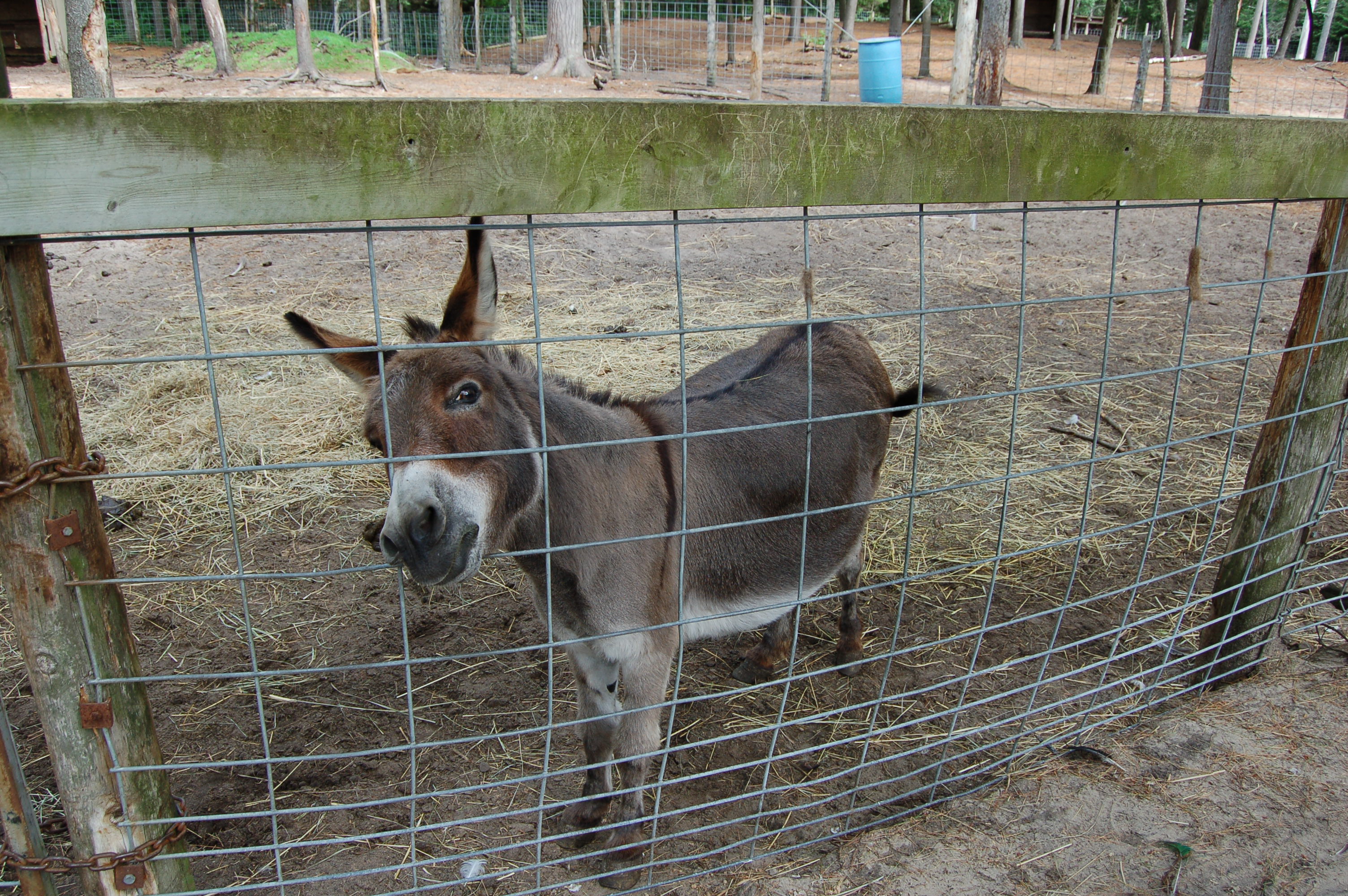 GarLyn Zoo Donkey