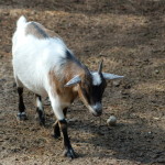 GarLyn Zoo Goat