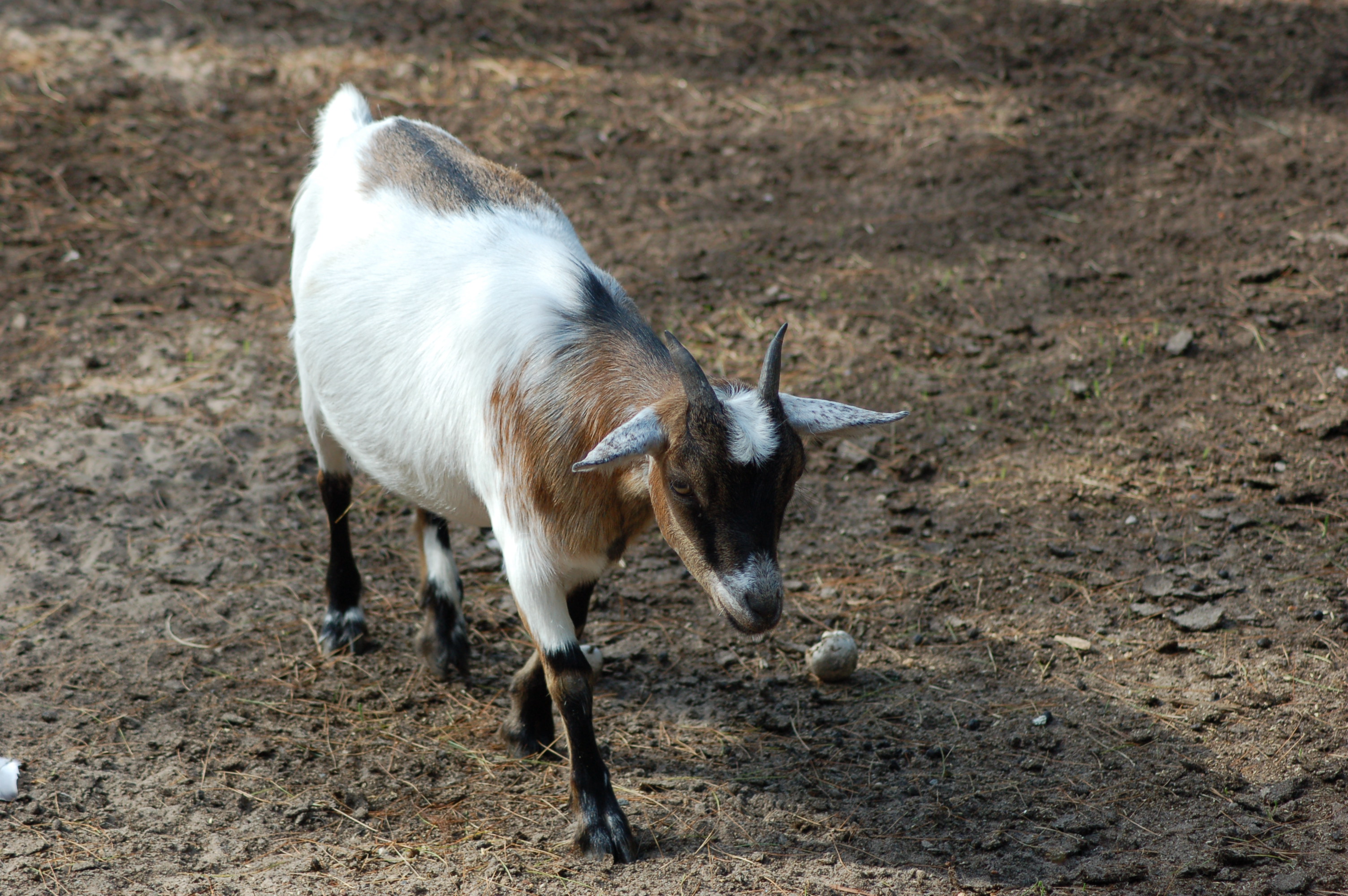 GarLyn Zoo Goat
