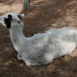 GarLyn Zoo Llama