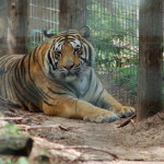 GarLyn Zoo Michigan Tiger