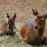GarLyn Zoo Mom Baby Sitka Deer