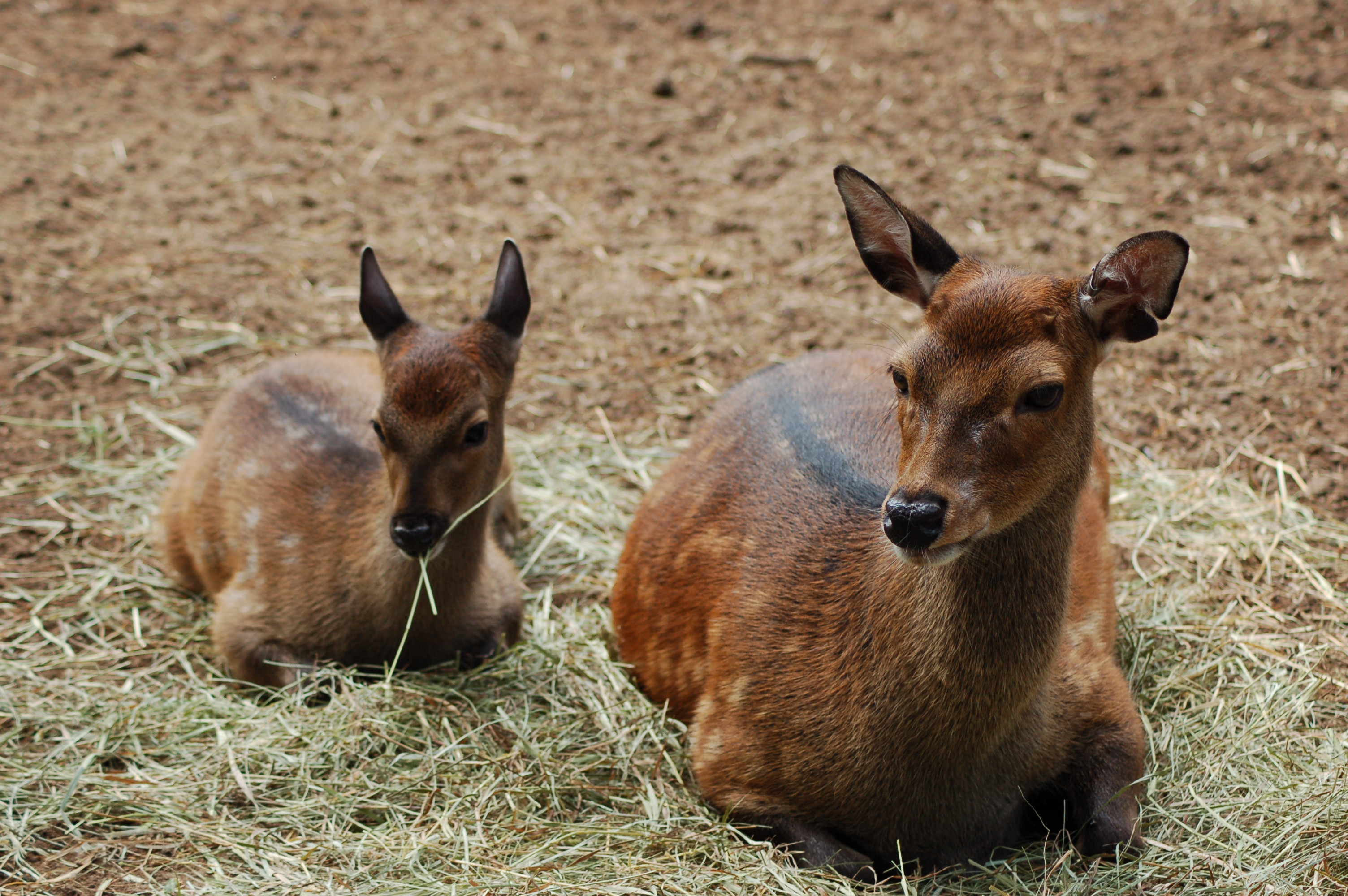 GarLyn Zoo Mom Baby Sitka Deer