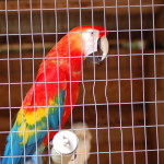 GarLyn Zoo Parrot
