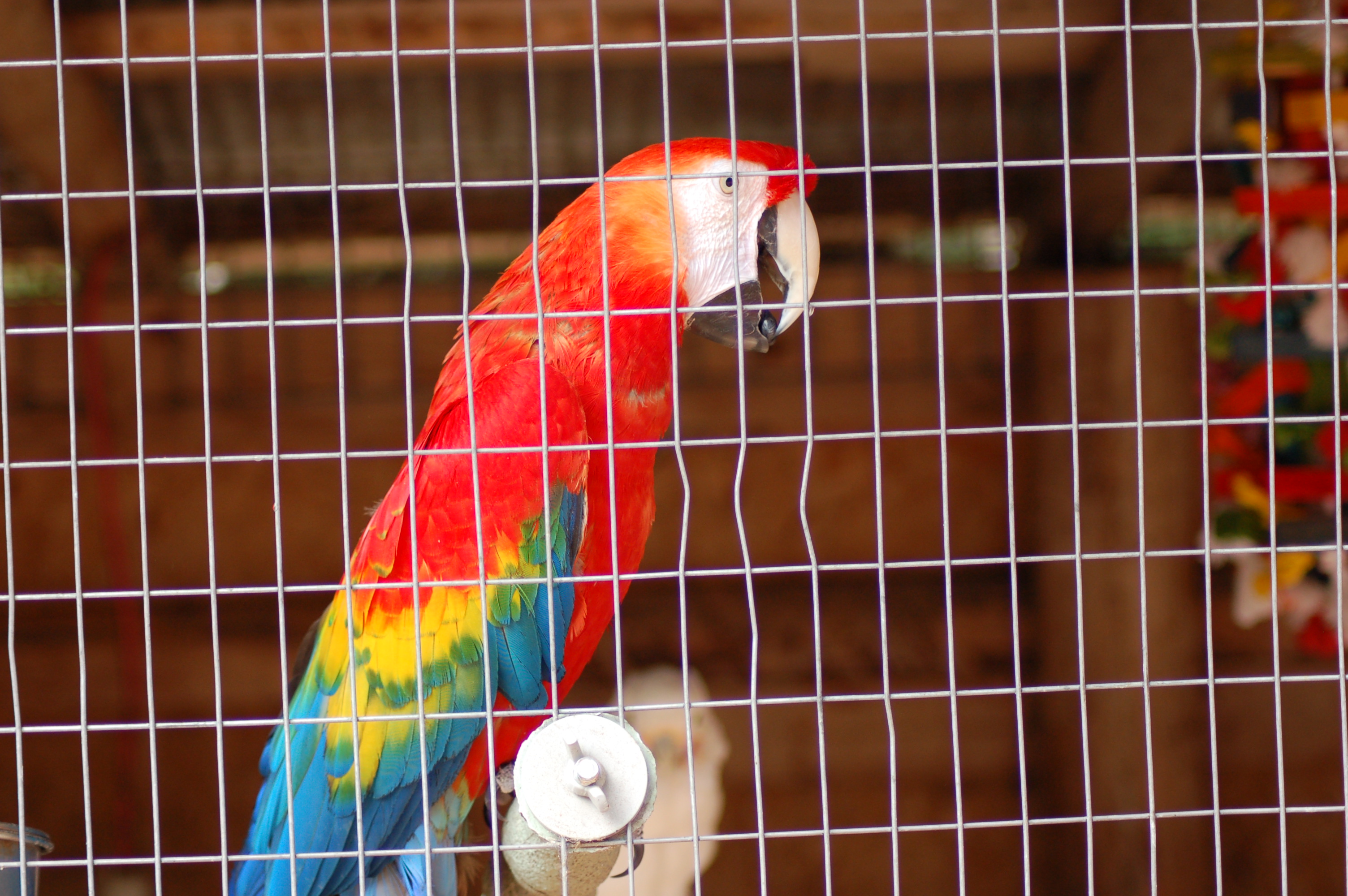 GarLyn Zoo Parrot