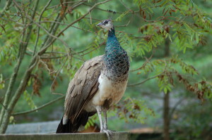 GarLyn Zoo Peacock