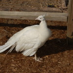 GarLyn Zoo Peafowl