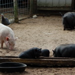 GarLyn Zoo Pigs