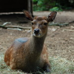 GarLyn Zoo Sitka Deer