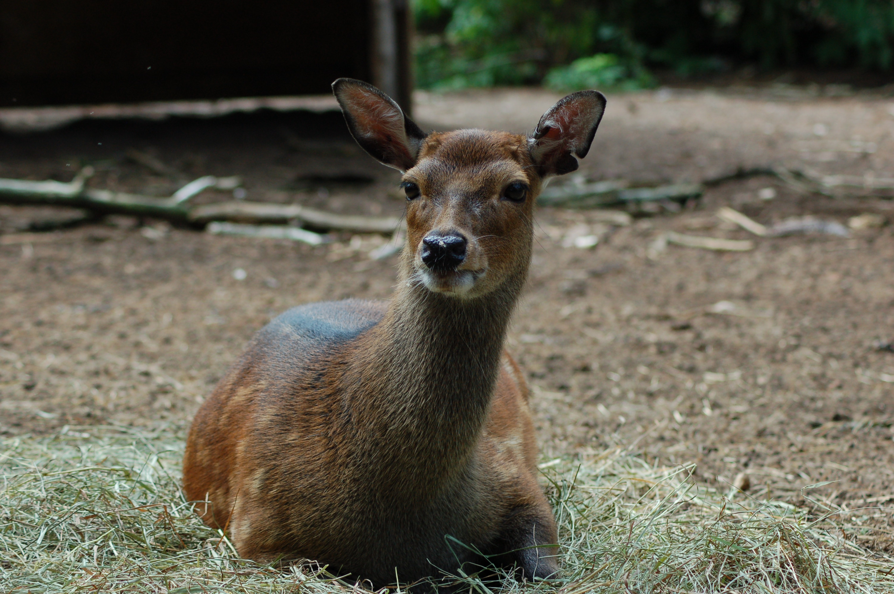 GarLyn Zoo Sitka Deer