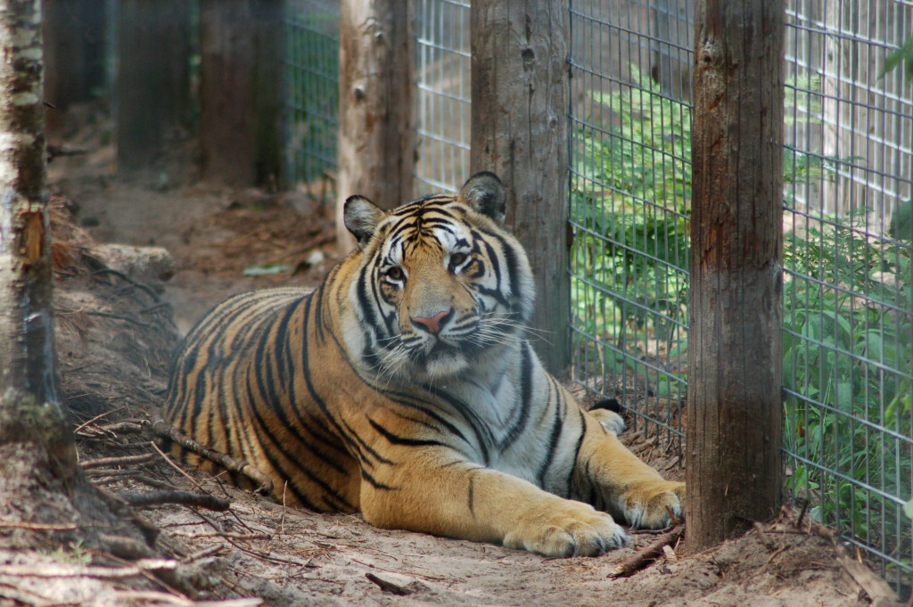 GarLyn Zoo Tiger