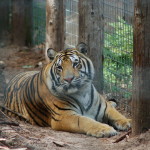 GarLyn Zoo Tiger