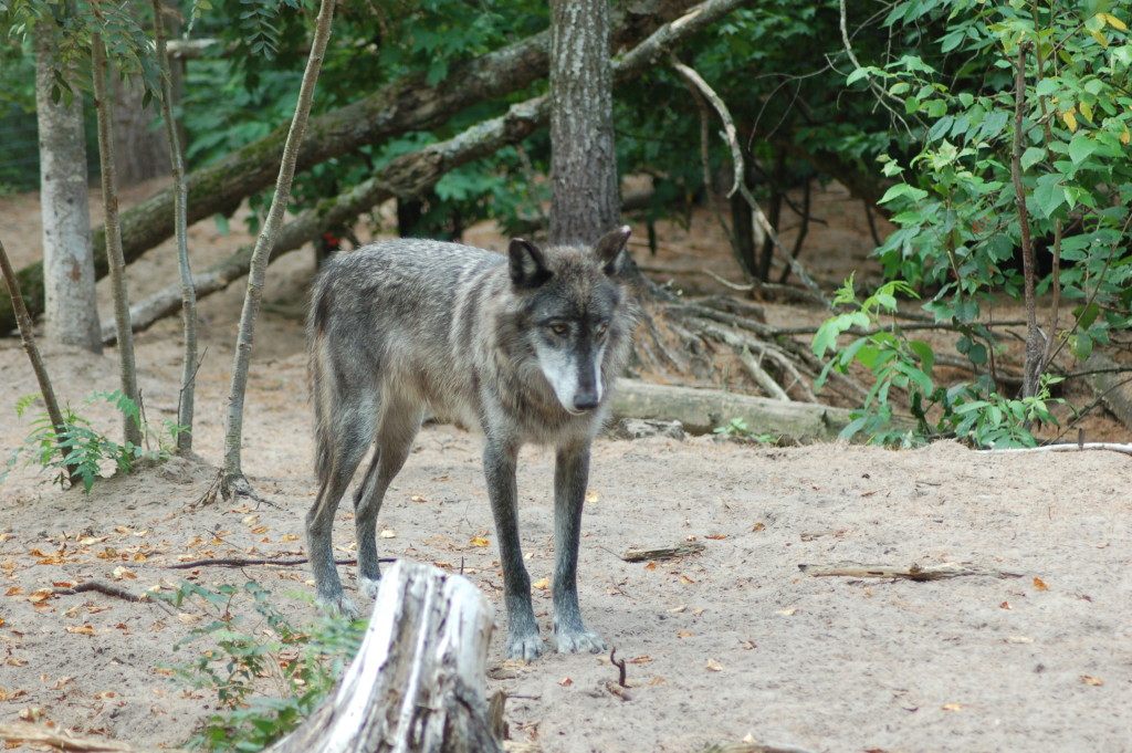 GarLyn Zoo Wolf
