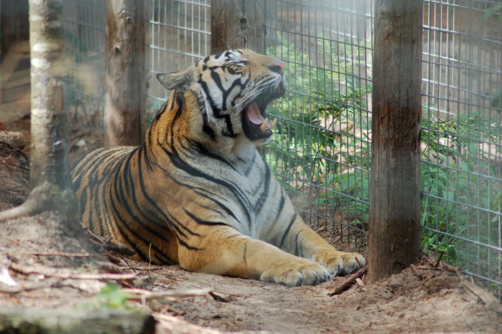 GarLyn Zoo Yawning Tiger Michigan