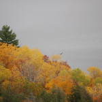 Bald Eagle at Lake of the Clouds, Porcupine Mountains