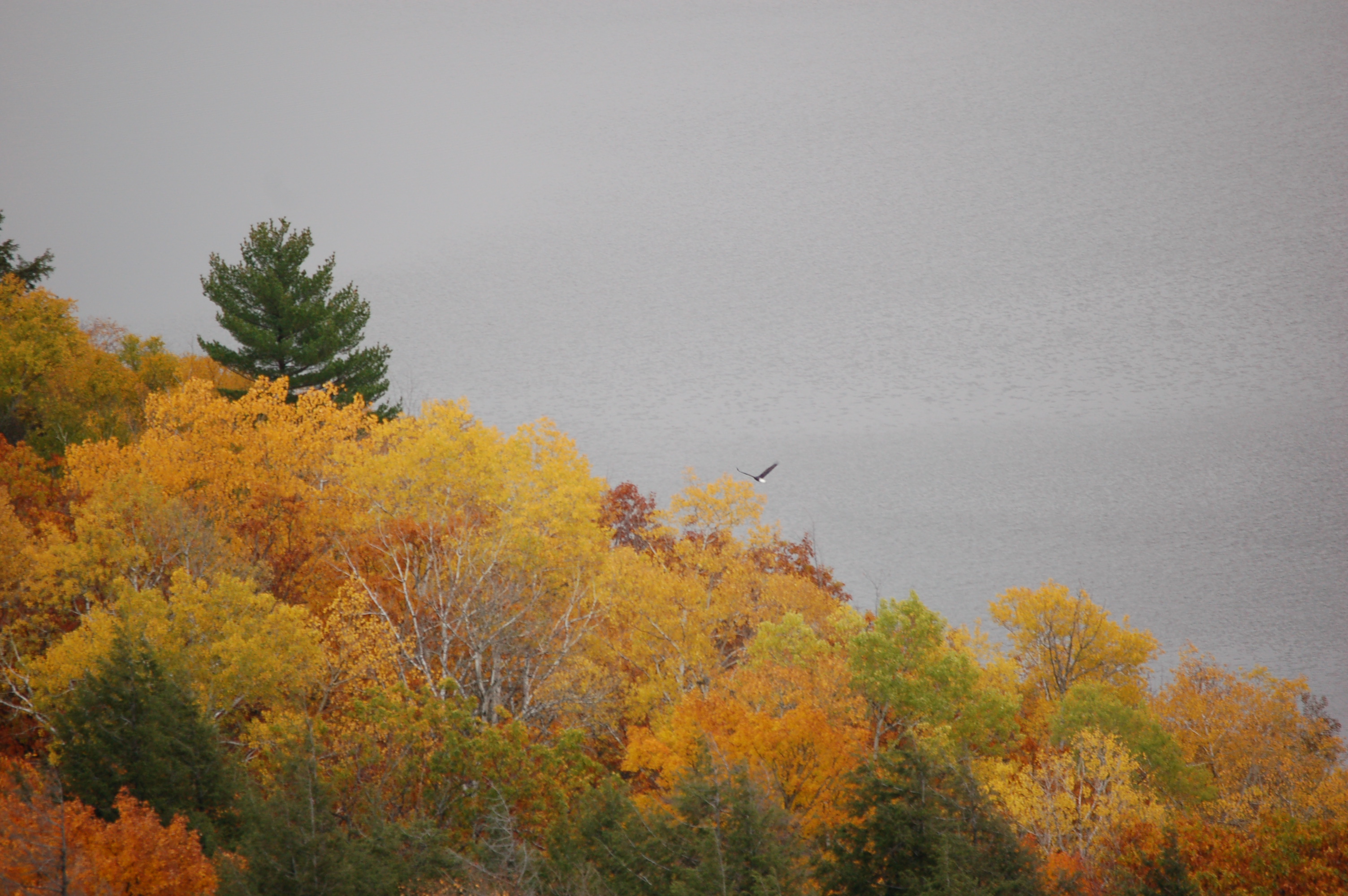 Bald Eagle at Lake of the Clouds, Porcupine Mountains