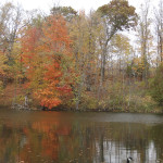 Fall Color Michigan Canada Goose Fallasburg