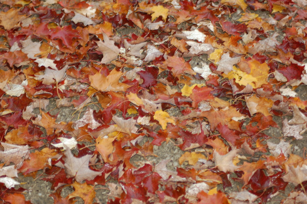 Fall Color Michigan Leaves