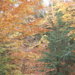 Fall Color Munising Michigan