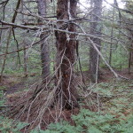 Van Riper State Park Old Tree Hiking Trail