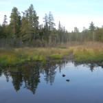Van Riper State Park Pond Reflection