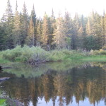 Van Riper State Park Trail Beaver Pond