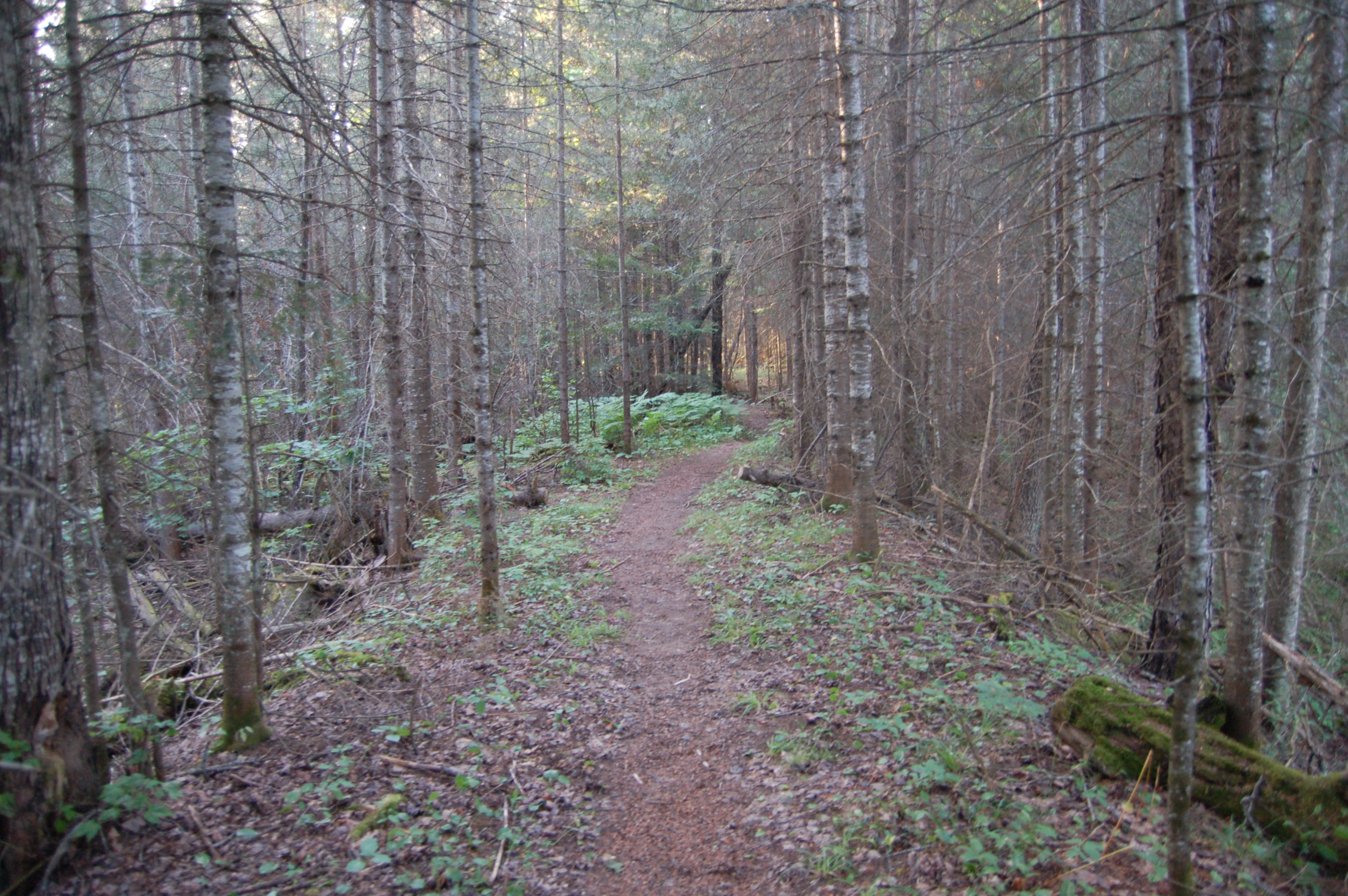 Van Riper State Park Wooded Hiking Trail