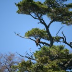 Riptide Ride Grand Island Bald Eagle