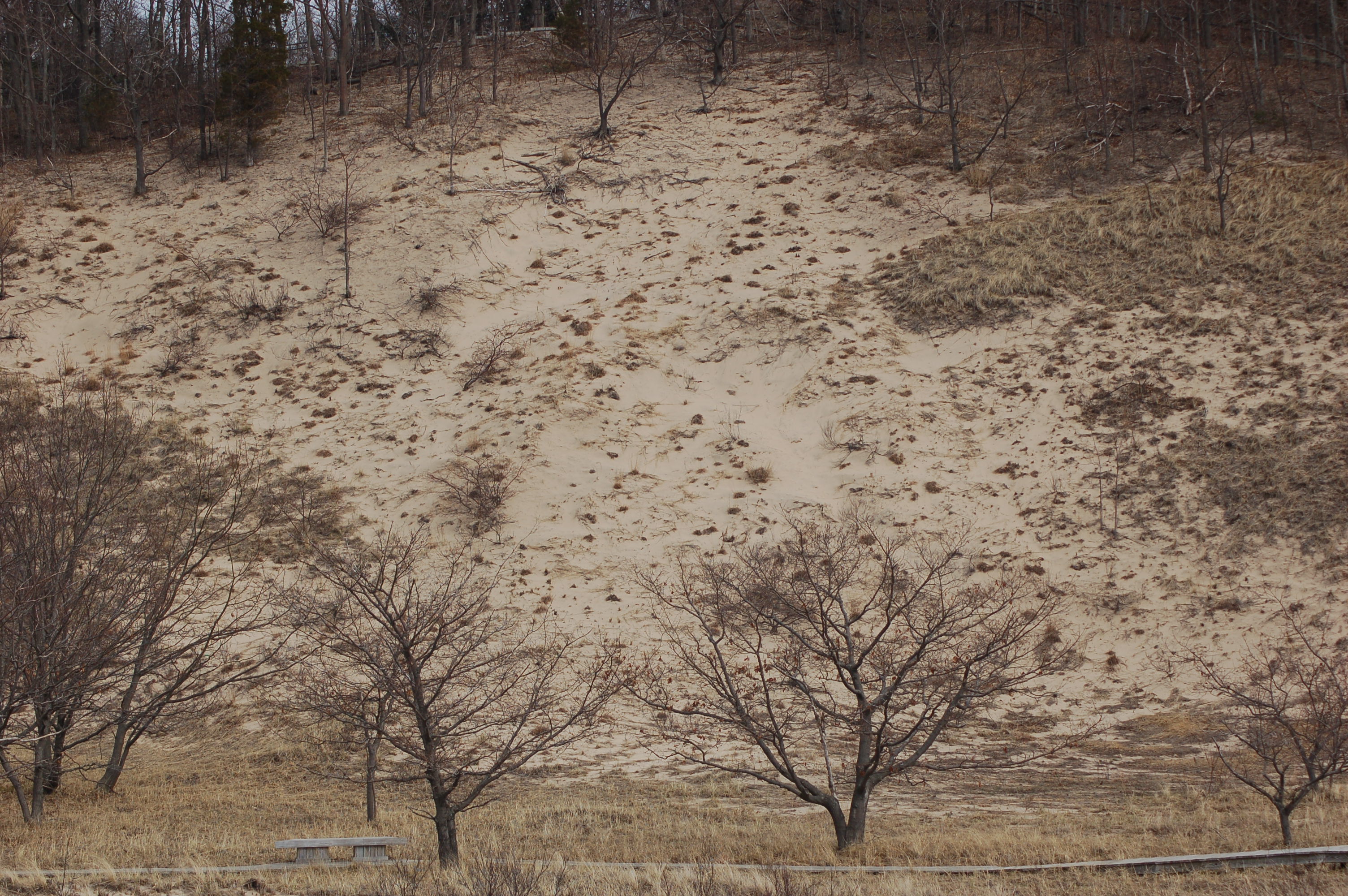Rosy Mound Dunes Ottawa County