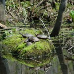 Turtles Pigeon River Holland MI