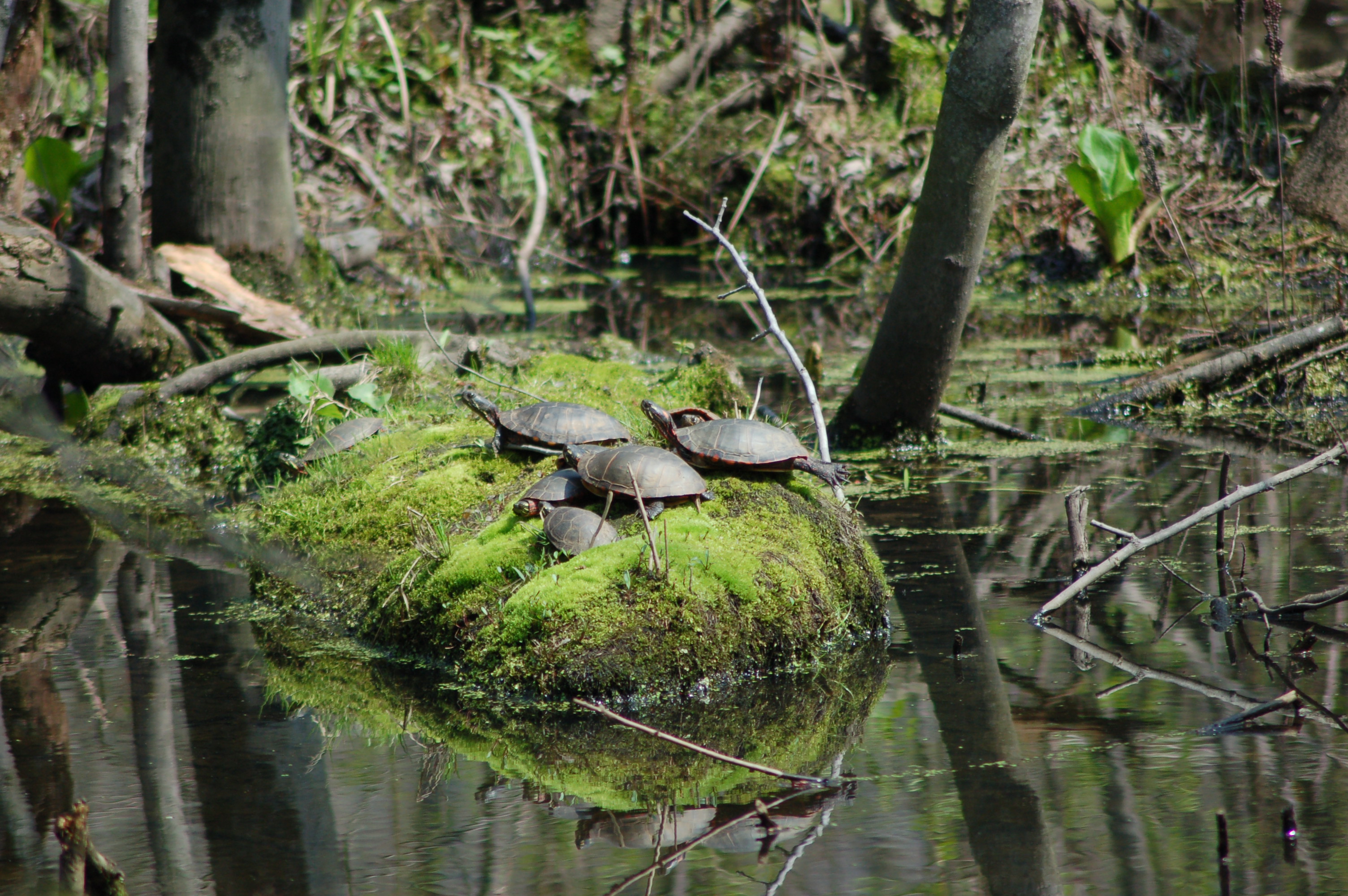 Turtles Pigeon River Holland MI