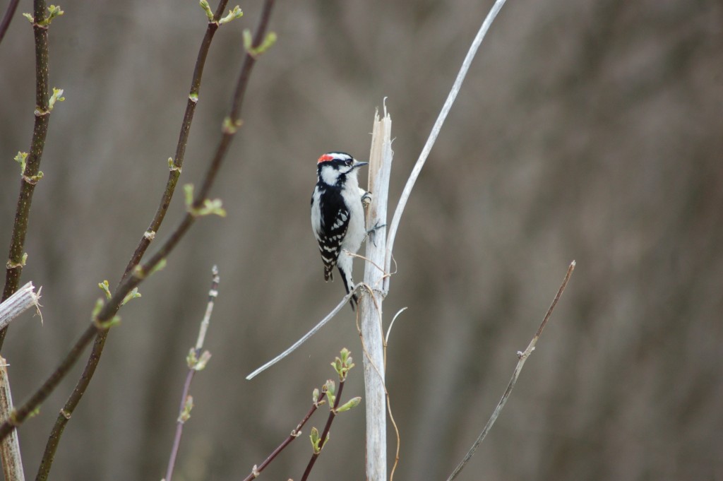 Upper Macatawa Natural Area Woodpecker