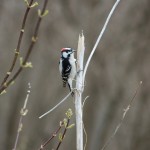 Upper Macatawa Natural Area Woodpecker